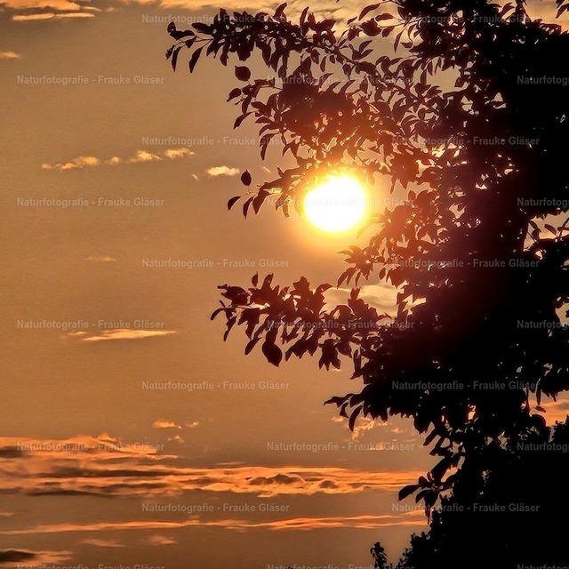 Sonnenuntergang in Bornum (5) | Naturfotografie Frauke Gläser - Realisiert mit Pictrs.com