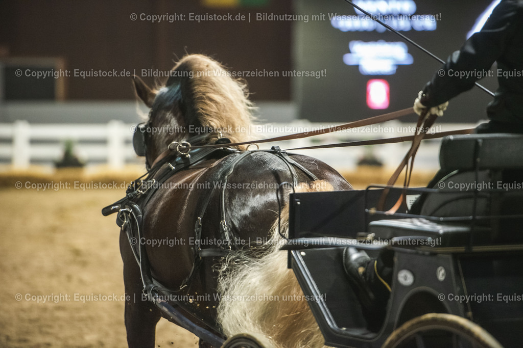 20240302_Hengstvorstellung_Marbach_TOMsPiC_0593 | equistock
