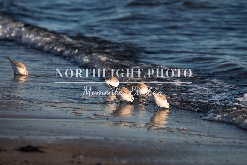 DSC06800 | Exklusive Landschaftsfotografien von der Ostsee, ganz Deutschland und dem Rest der Welt. Gedruckt auf hochwertigen Materialien. Die Welt an deiner Wand - jetzt im Northlight.Photo Shop bestellen. - Realisiert mit Pictrs.com
