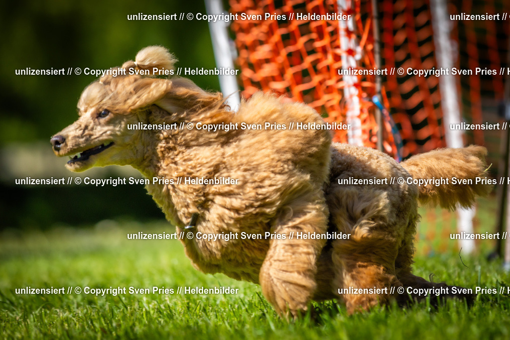 Hunderennen_April_2026_879 | 2026-04-26 - Hunderennen Baden-Oos April 2026 - Realisiert mit Pictrs.com