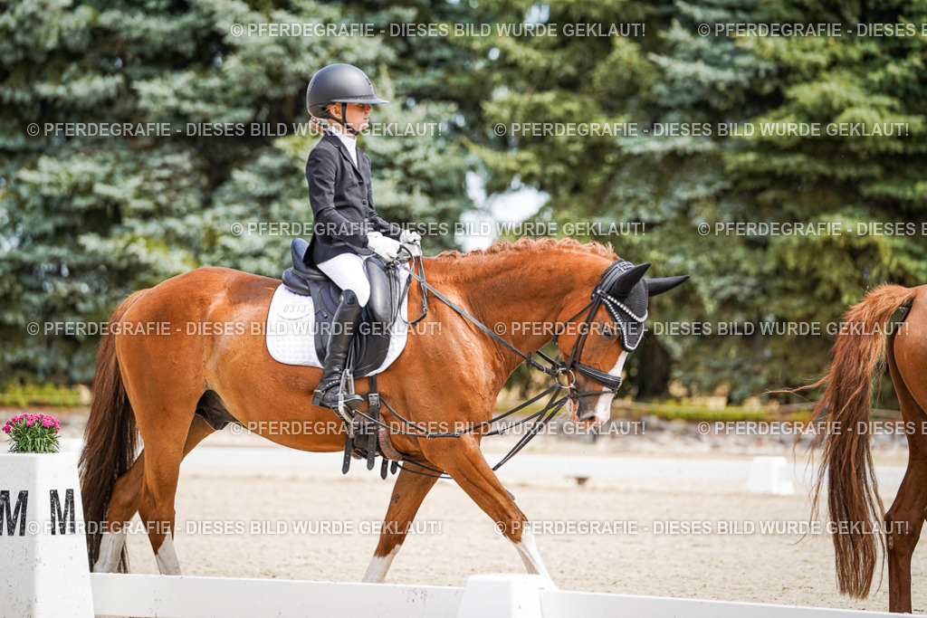 DSC02530 | Pferdegrafie