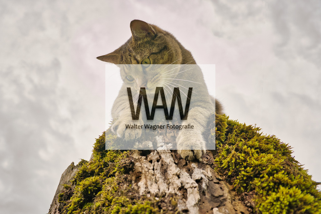 WWW09237 | walter-wagner-fotografie