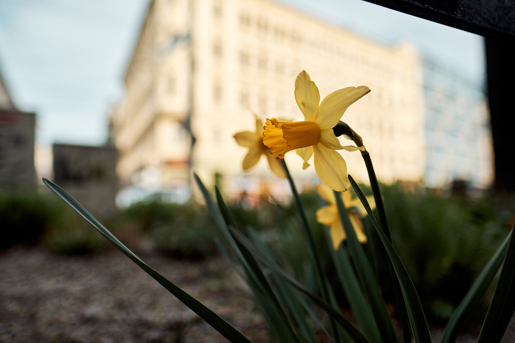blühende Narzissen im Garten vor dem Hernalser Gürtel | Wien, Austria - April 01, 2021: entlang der Wiener Gürtel Straße; blühende Narzissen im Garten vor dem Hernalser Gürtel. - Realisiert mit Pictrs.com