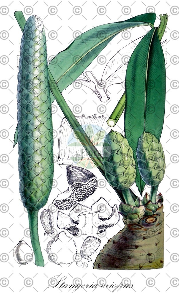 HistAbb_wfo-0001216638_1_ENZY_Simple | Historische Abbildung von Stangeria eriopus - Zamiaceae | Historical Illustration of Stangeria eriopus - Zamiaceae