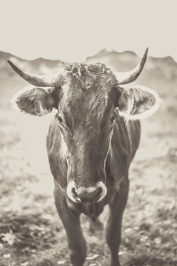 Wandbild - Allgäuer Kuh in Vintage Schwarz Weiss | Michael Helmer - Allgäu Bilder auf Leinwand bestellen