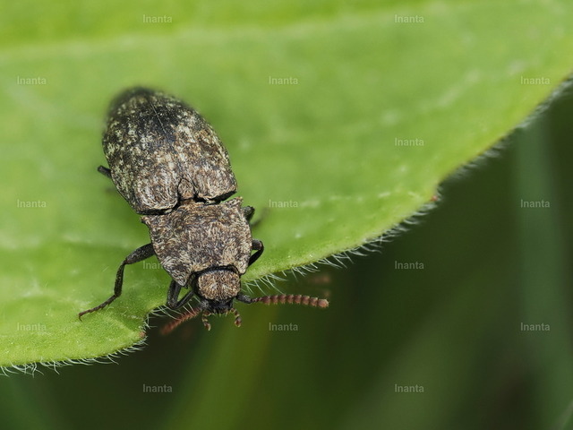 Mausgrauer Schnellkäfer (Agrypnus murinus) | Der Mausgraue Schnellkäfer (Agrypnus murinus) ist ein 12–18 mm großer, mausgrau bis braungrau gefärbter Schnellkäfer mit feiner heller Behaarung. Er gehört zur Familie der Schnellkäfer (Elateridae) und ist vor allem auf Wiesen und in Wäldern zu finden. –  – The Mouse-gray Click Beetle (Agrypnus murinus) is a 12–18 mm grayish-brown click beetle with fine pale hairs. It belongs to the click beetle family (Elateridae) and is commonly found in meadows and woodlands. - Realisiert mit Pictrs.com