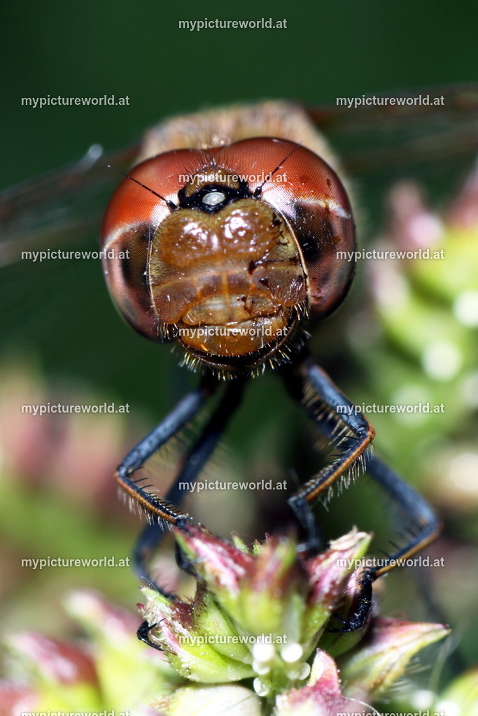 Gemeine Heidelibelle-004 | Das Bilderarchiv über Tiere, Planzen und Landschaften. In der Bilddatenbank finden Sie ein große Auswahl an hochwertigen Bilder für Ihre Werbung - Realisiert mit Pictrs.com