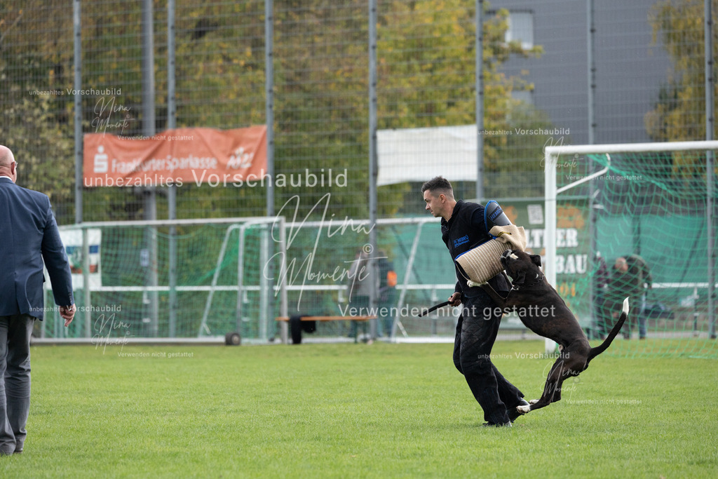 _16A7112 | Einzigartige Fotos von Hunden & Menschen –Actionfotos, Portraits, Vereinsaufnahmen & Paarshootings – authentisch, lebendig & mit Herz.