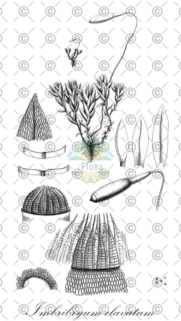 HistAbb_EMP_11751_SRC_Schlechtendal_FLORAD_SIMPLE | Historische Abbildung von Imbribryum clavatum - Bryaceae | Historical Illustration of Imbribryum clavatum - Bryaceae