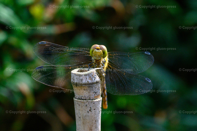 Foto-1036304-DE-Libelle-shop-max | gluon-press - Realisiert mit Pictrs.com