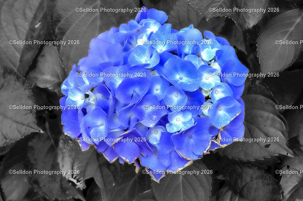 FL00004 | Selldon's Selective Coloration - Realisiert mit Pictrs.com