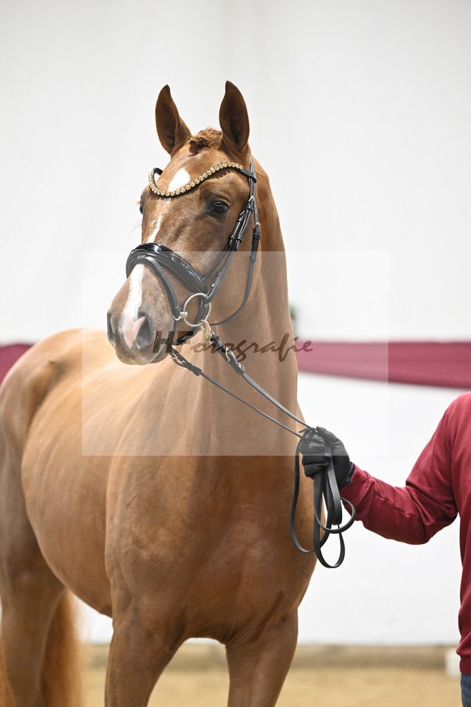 Kat-Nr. 93 Denzel van het Meulenhof - Chacco-Blue_Michael Eichler_47252911 | hf-fotografie - Realisiert mit Pictrs.com