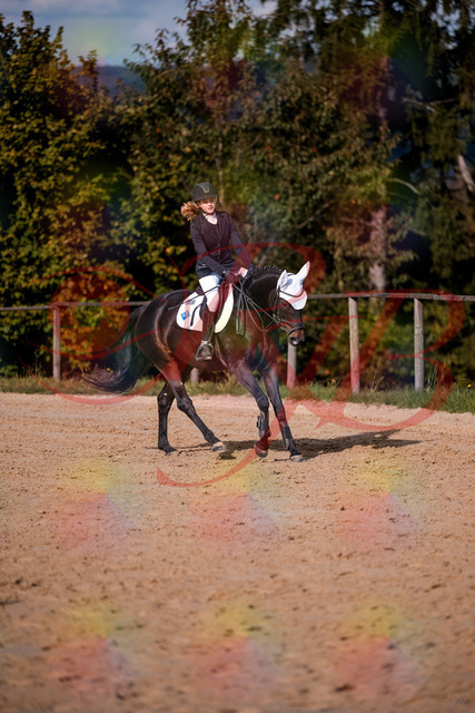 2026_10_03_Siefer-Hof_153621_Z81_49637040 | Professionelle Reitsport-, Turnier- und Eventfotografie von Robert Broda. Galerien mit ausgewählten und bearbeiteten Bildern direkt online ansehen und bestellen.