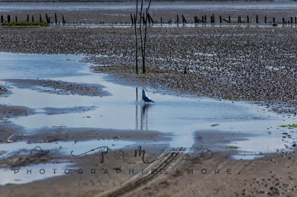 IMGP0392 | Nordseeinsel Mandö - Realisiert mit Pictrs.com