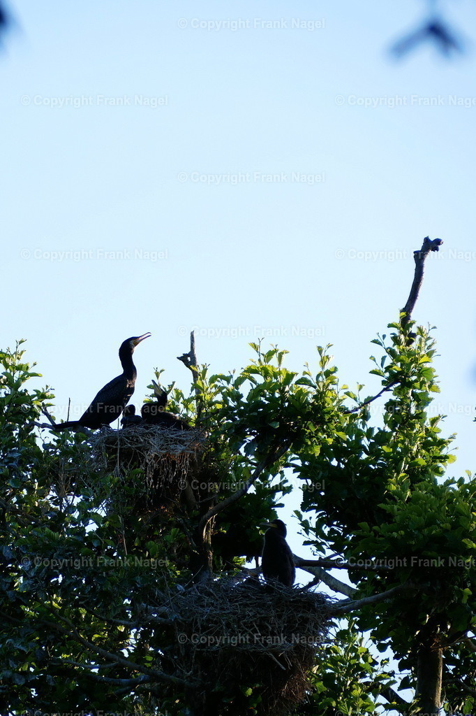 Kormoran-Kolonie | Kormorane brüten und ziehen ihre Jungen auf - Realisiert mit Pictrs.com