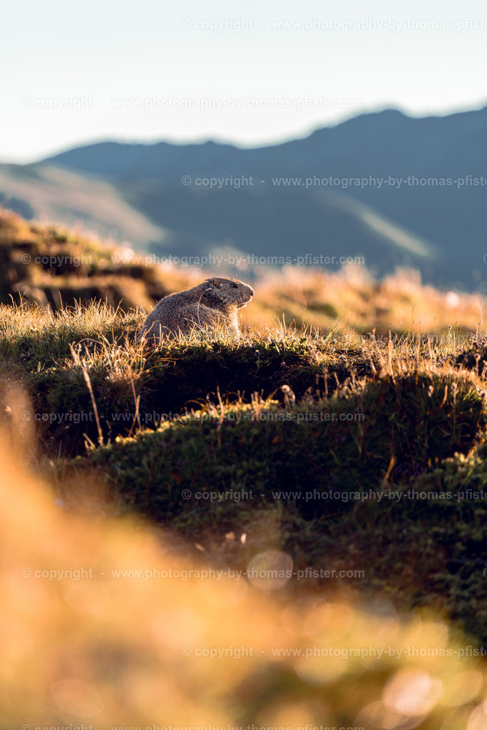 Murmeltiere copyright  Thomas Pfister-2 | PHOTOGRAPHY BY THOMAS PFISTER