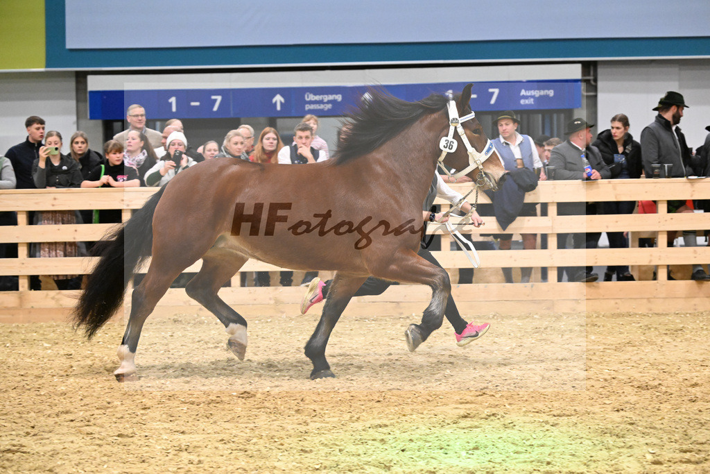 Kat-Nr. 36 Hedi Z v. Rivero_Zerluth_1260543 | hf-fotografie - Realisiert mit Pictrs.com