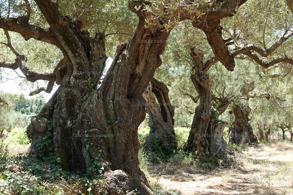 Stories of the Ancient Olive Trees | Ancient Olive Trees