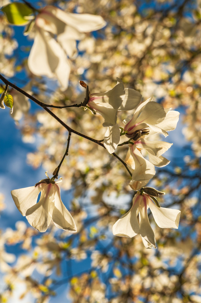 2025_04_06_HH-BOTANISCHER GARTEN+JENISCHPARK+ELBE_MCP7219 | Hochwertig gedruckte Fotografien für die Wand, als Kalender und zum Verschenken. Hamburg & Norddeutschland und überall wo ich mit der Kamera unterwegs war.
