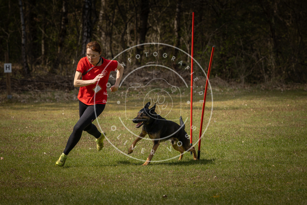 Pfotenfotografie_DV3A4925 | Hundefotografie, Tierfotograf, Pfotenfotografie, Fotoshooting Hund, Hunde Portrait, Hundesport, Hundeportraits, Heideshooting, Hunde, Sportfotograf, Hundefotograf, Turnierhundsport, THS,  - Realisiert mit Pictrs.com