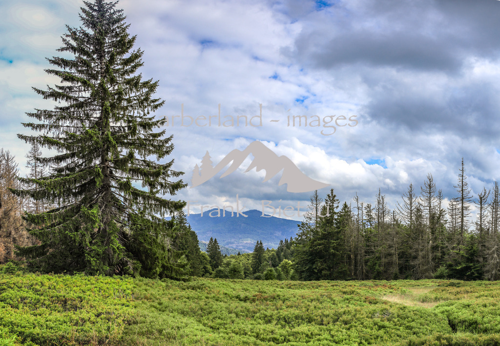 OE7A2599-Pano | der Lindberger Schachten, einer der schönsten Schachten im Nationalpark Bayerischer Wald auf 1144m. - Ausblick vom Schachten hinüber zum Rachel -