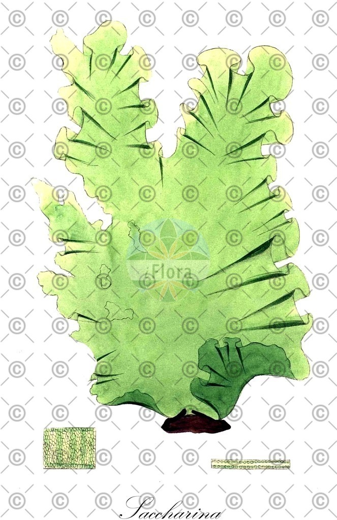 HistAbb_wfo-0000896660_1_ENZY_Simple | Historische Abbildung von Saccharina - Laminariaceae (0) | Historical Illustration of Saccharina - Laminariaceae (0)