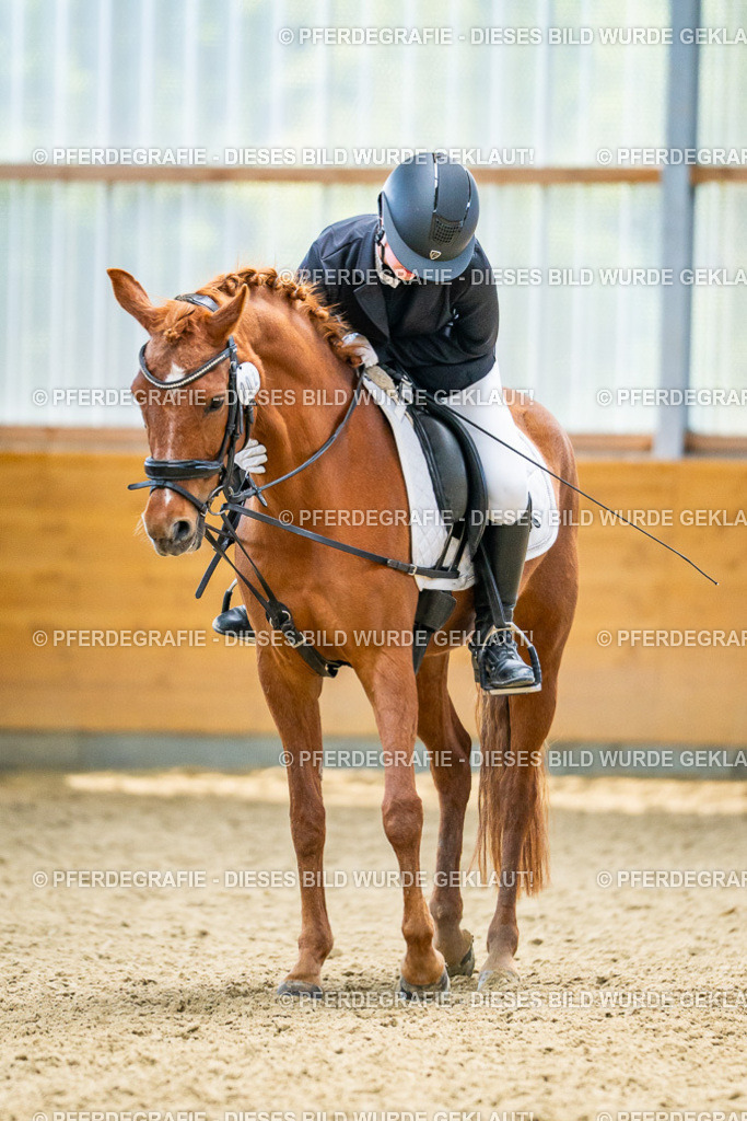 DSC05060 | Pferdegrafie