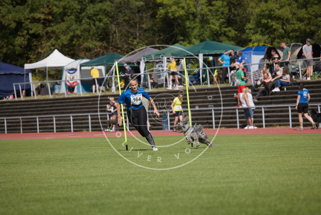 0L8A3242 | Hundefotografie, Tierfotograf, Pfotenfotografie, Fotoshooting Hund, Hunde Portrait, Hundesport, Hundeportraits, Heideshooting, Hunde, Sportfotograf, Hundefotograf, Turnierhundsport, THS,  - Realisiert mit Pictrs.com