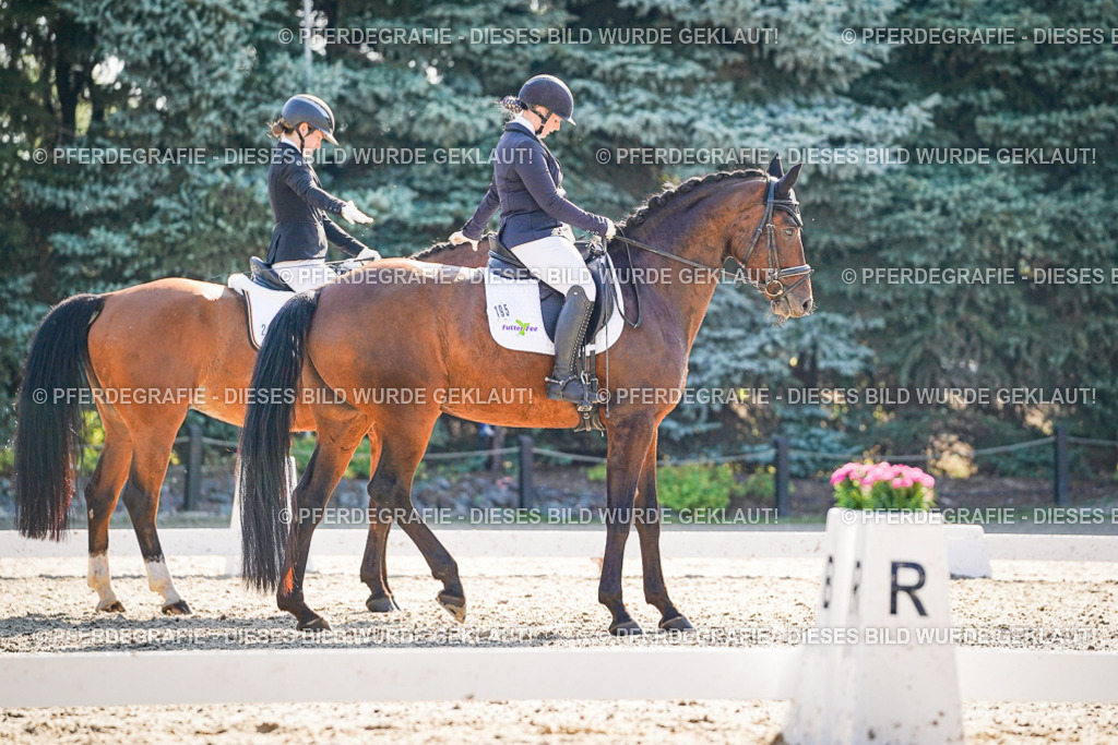 DSC09636 | Pferdegrafie