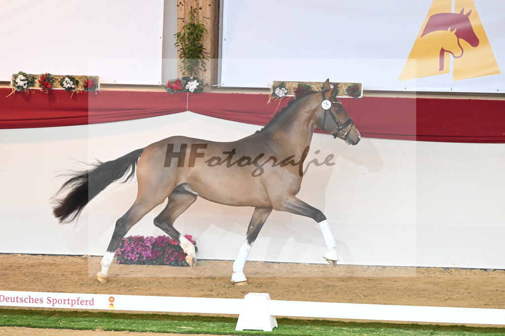 Kat-Nr. 74 Vaderland_Gestuet Pramwaldhof_1230501 | hf-fotografie - Realisiert mit Pictrs.com