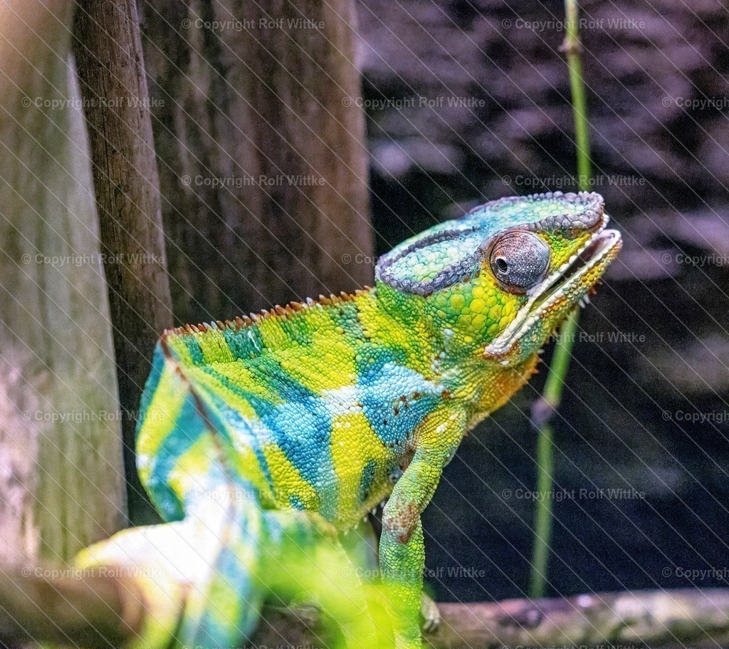 kamelion | Farbenprächtig  - Realisiert mit Pictrs.com