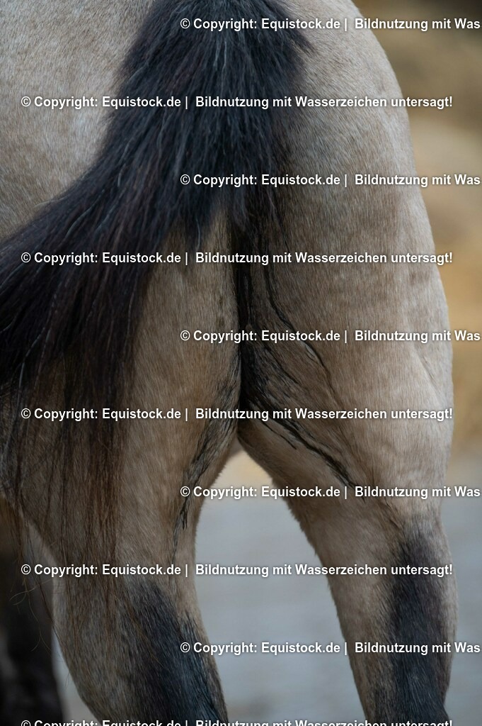 20201030_Kotwasser_0003 | equistock