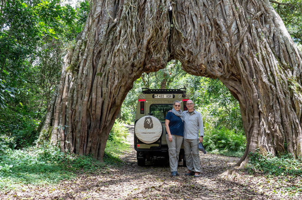Arusha Nationalpark - 25. September 2022 | Würgefeigenbaum im Arusha Nationalpark, durch den ein Auto passt.
Bild: Sportfotografie Markus Aeschimann | www.markus-aeschimann.ch - Realisiert mit Pictrs.com