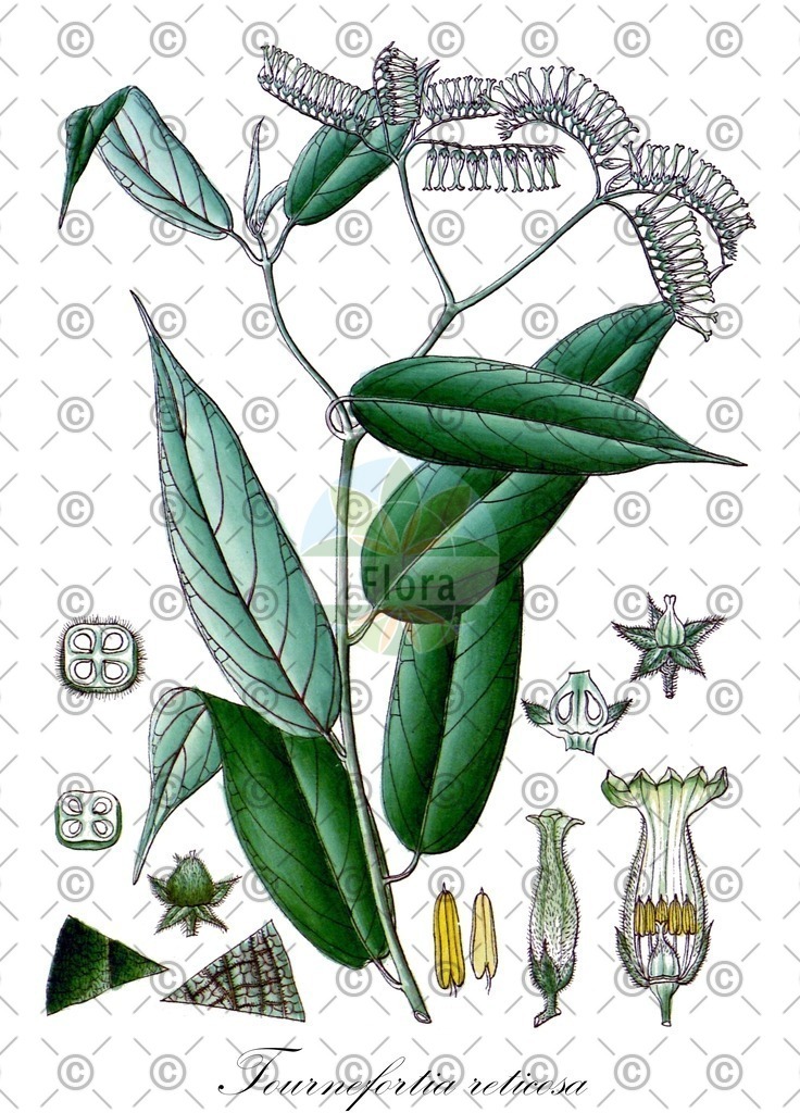 HistAbb_wfo-0000407098_1_ENZY_Simple | Historische Abbildung von Tournefortia reticosa - | Historical Illustration of Tournefortia reticosa - 