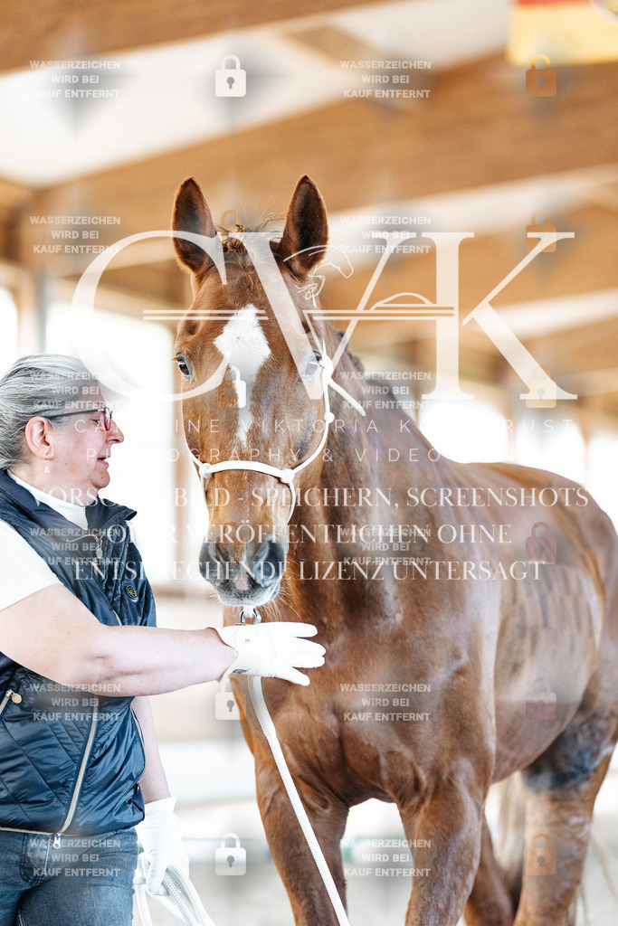 CK906121 | Turnierfotografie Pferdefotografie Trier Rheinland-Pfalz Pferdesport Reitsport Tierfotografie Sportfotografie Pferdevideo Pferdevideografie Equestrianvideography equestrianphotography  - Realisiert mit Pictrs.com