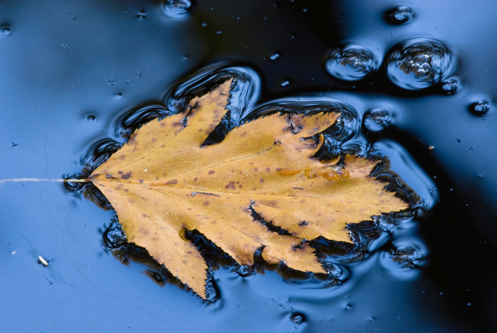 Gelbes Herbstblatt im Wasser | Wien, Austria - October 18, 2008: Gelbes Herbstblatt im Wasser. - Realisiert mit Pictrs.com