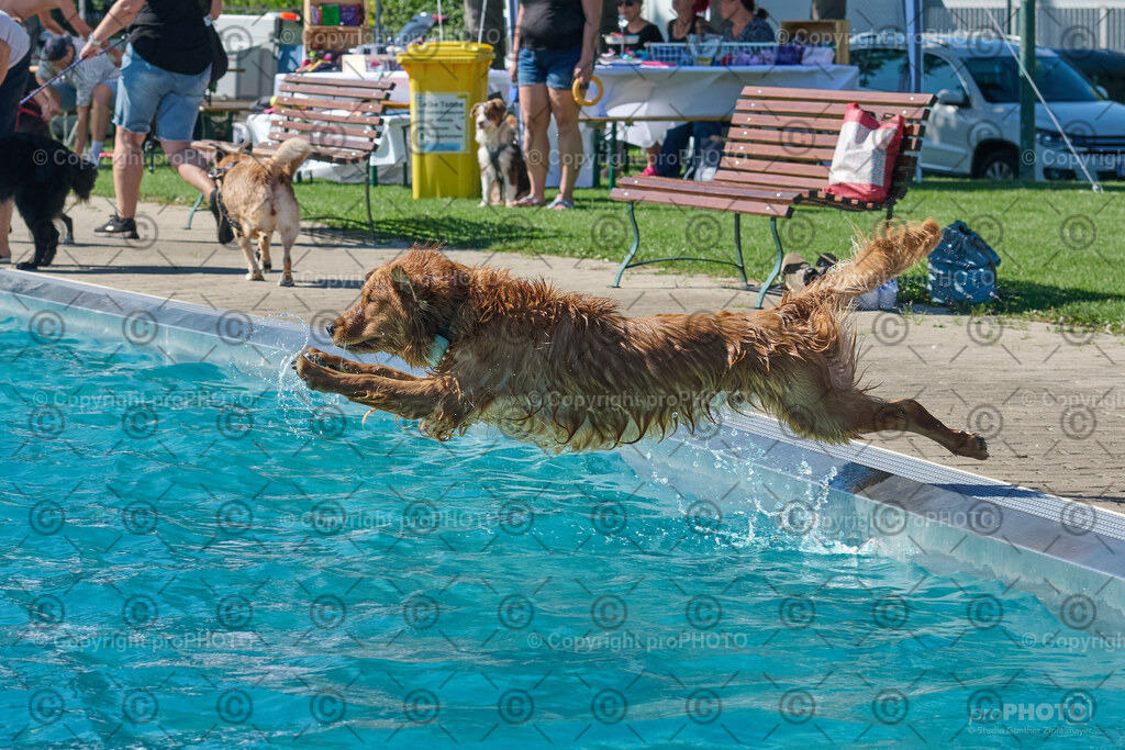 146_202509_4Hundebadetag_NZ9_2600 | proPHOTO - Realisiert mit Pictrs.com