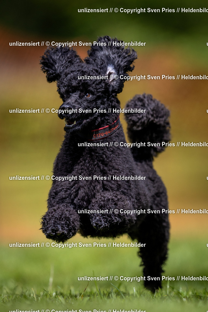 Sven Pries | 2024-04-21 - Hunderennen Baden-Oos
Foto: Sven Pries - Realisiert mit Pictrs.com