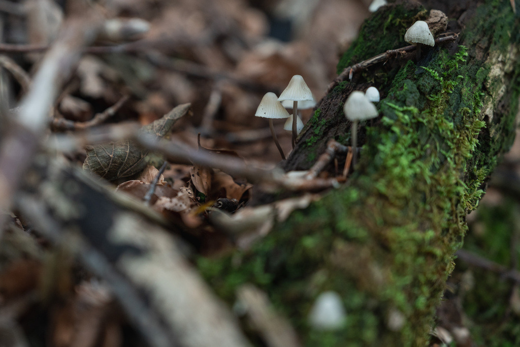 ZD250916093929 | Fotoshop von zweidimensional Fotografie. Ihr Fotograf im Aargau. Abzüge von Ihrem Fotobox Event bestellen.Abzüge von Ihrem Hochzeit bestellen.Abzüge von Ihrem Schulfotograf bestellen.