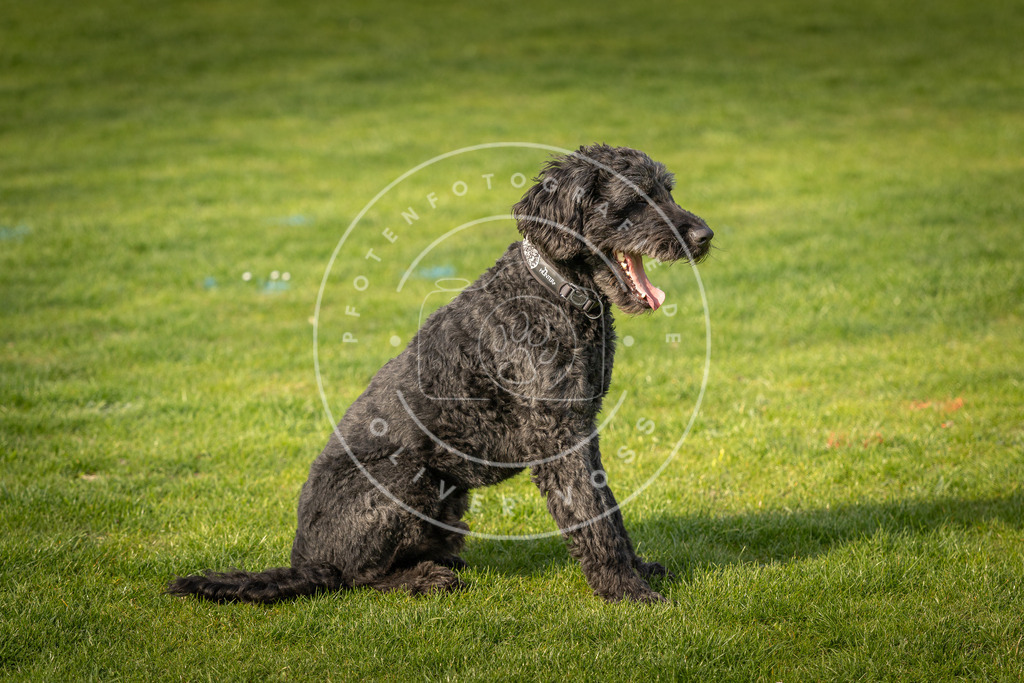 Pfotenfotografie_DV3A4799 | Hundefotografie, Tierfotograf, Pfotenfotografie, Fotoshooting Hund, Hunde Portrait, Hundesport, Hundeportraits, Heideshooting, Hunde, Sportfotograf, Hundefotograf, Turnierhundsport, THS,  - Realisiert mit Pictrs.com
