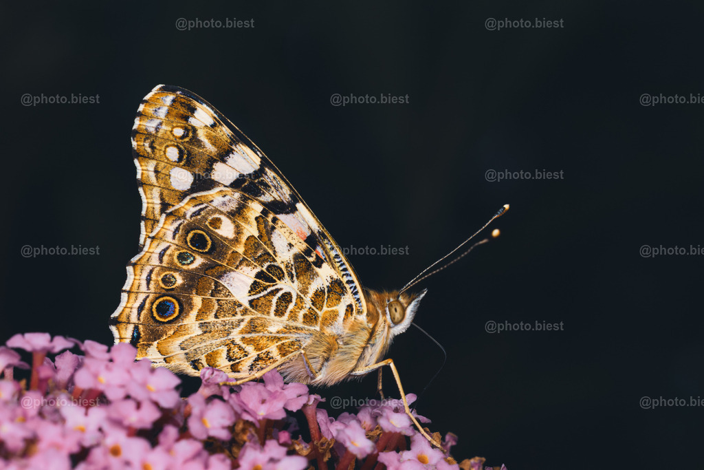 IMGC9438 | photobiest - Realisiert mit Pictrs.com