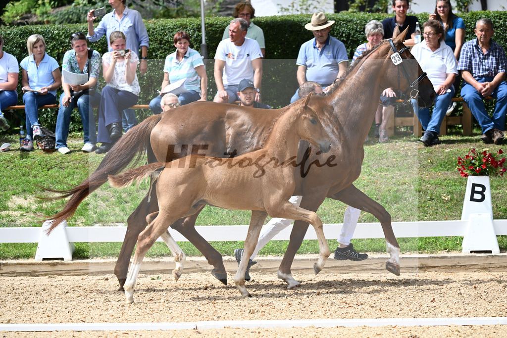 Kat-Nr. 33 HF DSP Va Bene x Rubinstein I_Hager_27230518 | hf-fotografie - Realisiert mit Pictrs.com