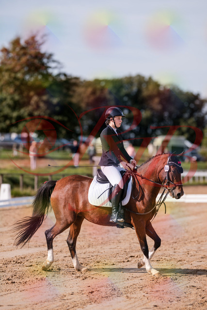 2026_10_03_Siefer-Hof_115437_Z81_93971539 | Professionelle Reitsport-, Turnier- und Eventfotografie von Robert Broda. Galerien mit ausgewählten und bearbeiteten Bildern direkt online ansehen und bestellen.