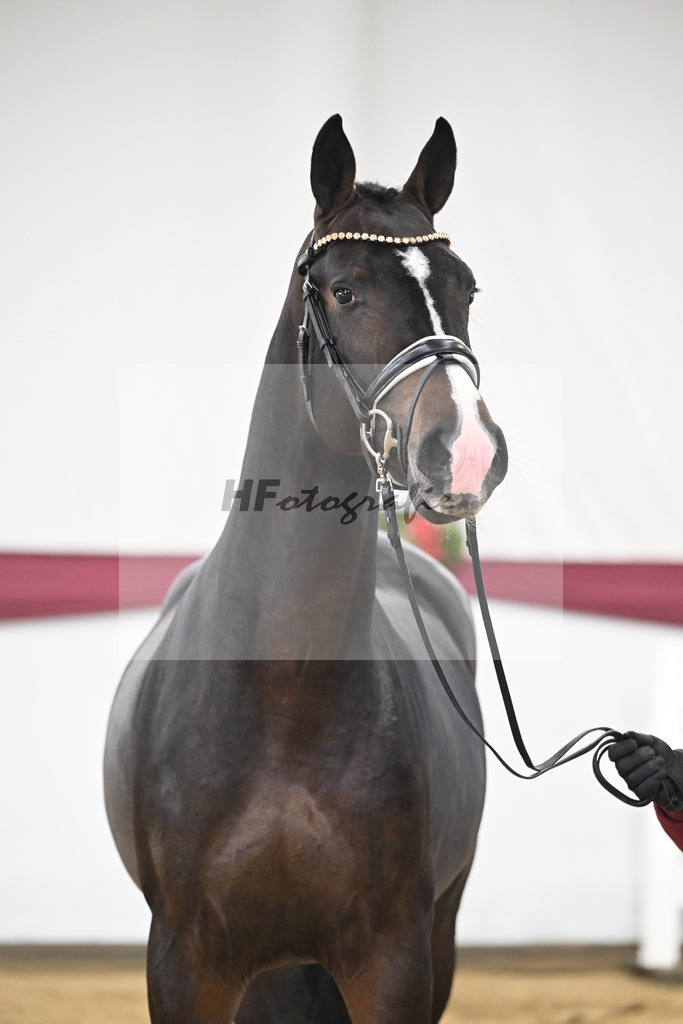 Kat-Nr. 75 Diro x Cornado I_Matthias Schlamminger_47252665 | hf-fotografie - Realisiert mit Pictrs.com