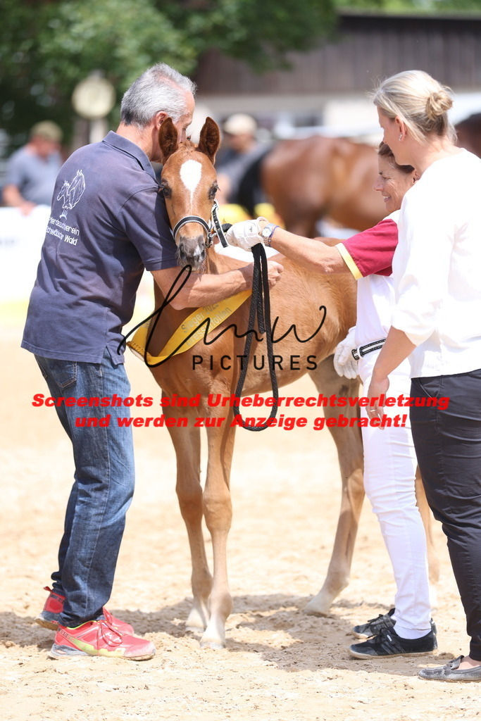 Fohlenschau_Schwäbisch_Hall_dressurbetonte_Fohlen_SIEGERFOHLEN_KN 4_5 | lmwpictures - Realisiert mit Pictrs.com