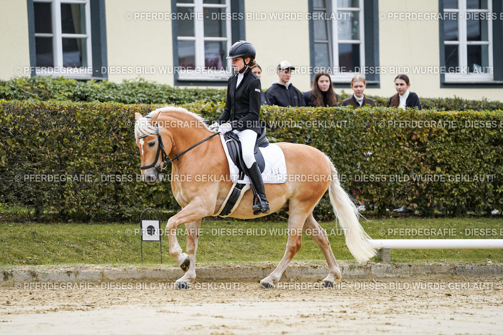 DSC04839 | Pferdegrafie