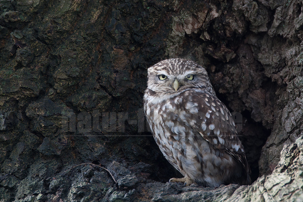 20080322_09145216464 | Der Steinkauz (Athene noctua) ist eine kleine, kurzschwänzige Eulenart aus der Familie der Eigentlichen Eulen (Strigidae). Das Verbreitungsgebiet des Steinkauzes erstreckt sich über Eurasien und Nordafrika. Er ist ein charakteristischer Bewohner der Baumsteppe mit spärlicher oder niedriger Vegetation und jagt bevorzugt auf dem Boden. - Realisiert mit Pictrs.com