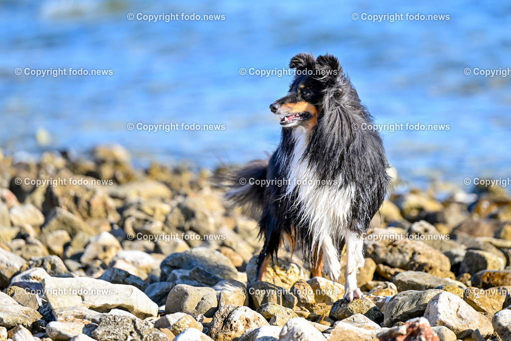 Hunde in Kroatien_ 31.07.2023-21 | 31.07.2023, Kroatien, HRV, Brač, Insel in Dalmatien im Bild Hunde, Shelties