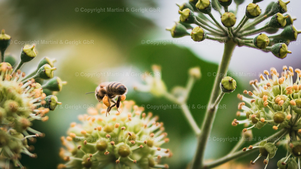 Markus Gerigk_61 | Martini & Gerigk - Realisiert mit Pictrs.com