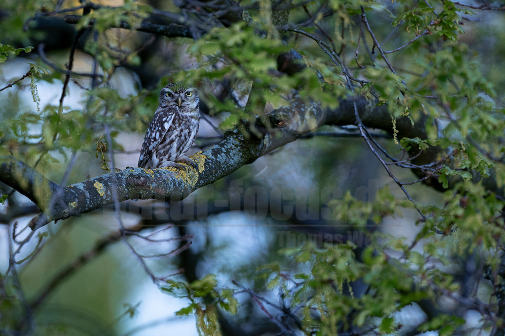 R5M26883_20260422 | Ein Steinkauz (Athene noctua) sitzt auf einem dicken, mit Flechten bewachsenen Ast in einem Laubbaum. Der kleine Kauz blickt mit seinen großen, gelben Augen aufmerksam in die Kamera. Der Baum hat frische, grüne Blätter, was auf den Frühling hindeutet. - Realisiert mit Pictrs.com